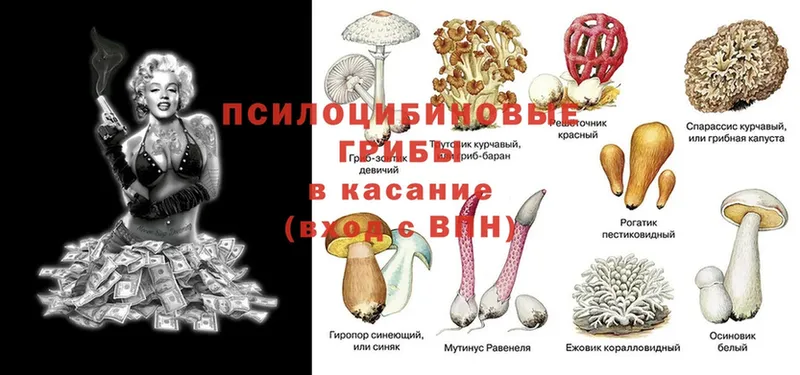 Псилоцибиновые грибы мицелий  Почеп 